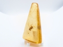 Ambar Copal com Insetos