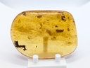 Amber Copal