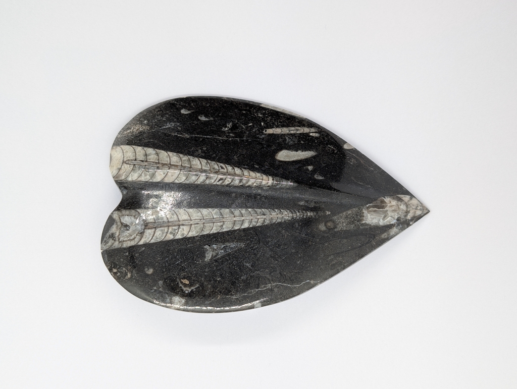 Fóssil de Orthoceras