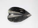 Orthoceras Fossil