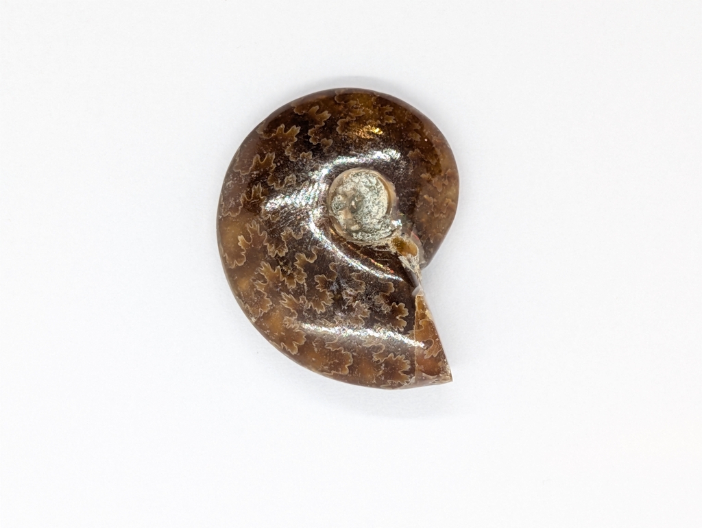 Ammonite