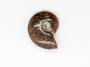 Ammonite