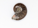 Ammonite