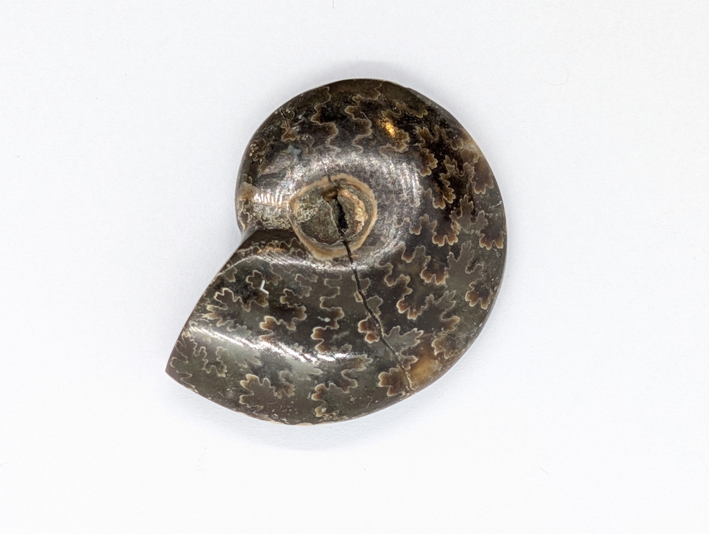 Ammonite