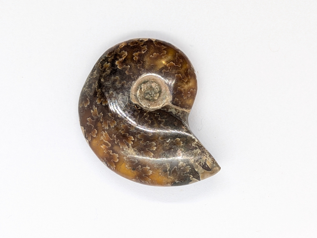 Ammonite