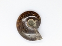 Ammonite