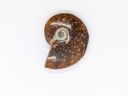 Ammonite