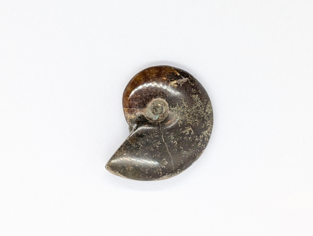 Ammonite
