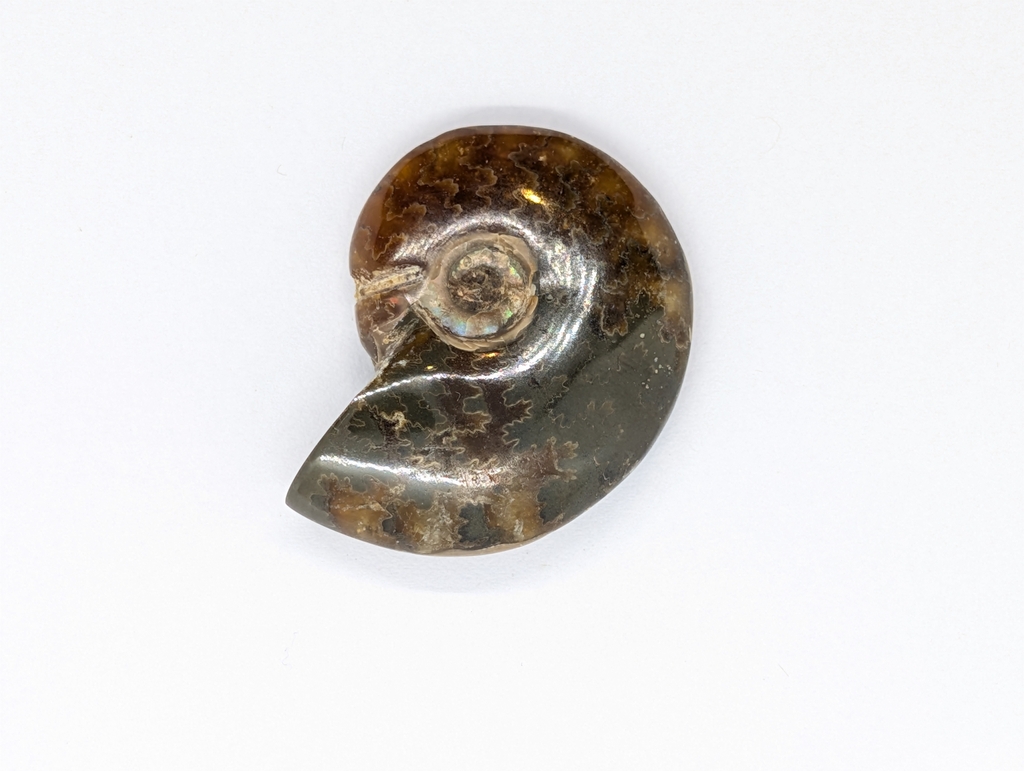 Ammonite