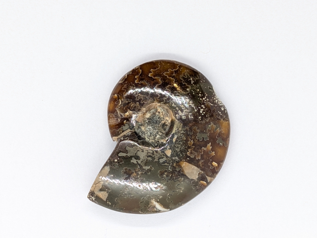 Ammonite