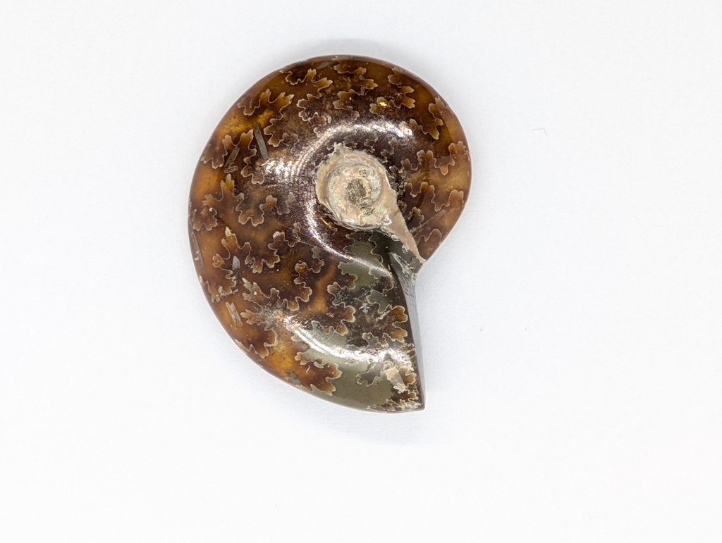 Ammonite