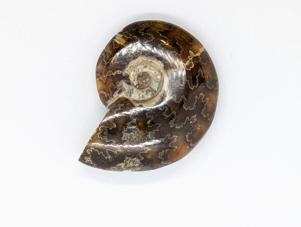 Ammonite
