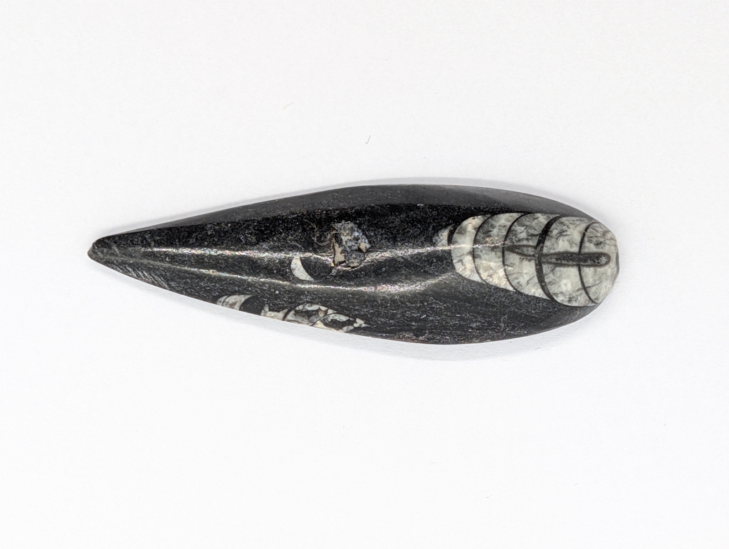 Fóssil de Orthoceras