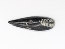 Orthoceras Fossil