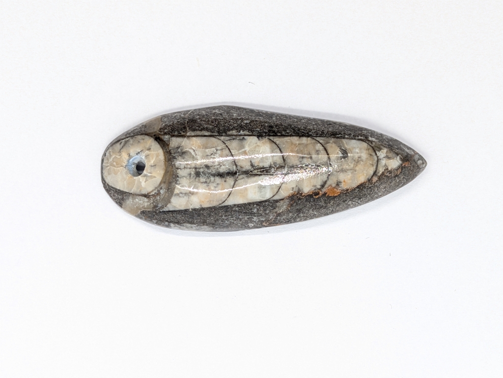Orthoceras Fossil