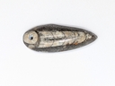 Orthoceras Fossil
