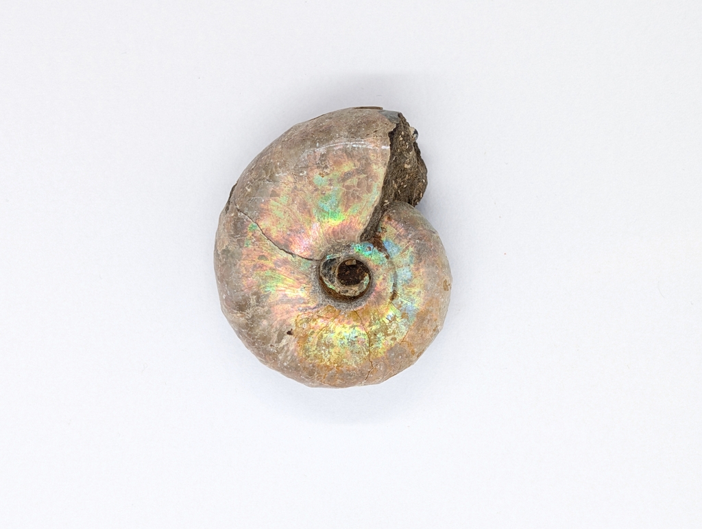Ammonite
