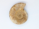 Ammonite