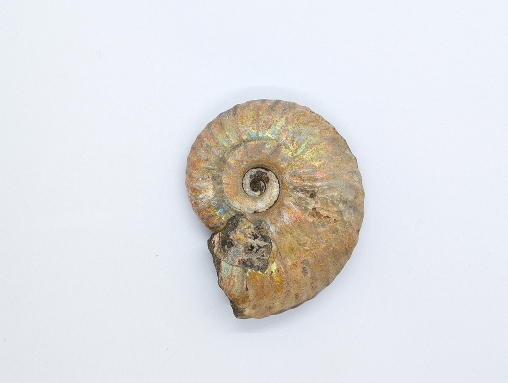 Ammonite