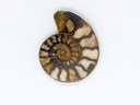 Ammonite