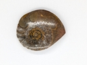 Ammonite