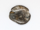 Ammonite