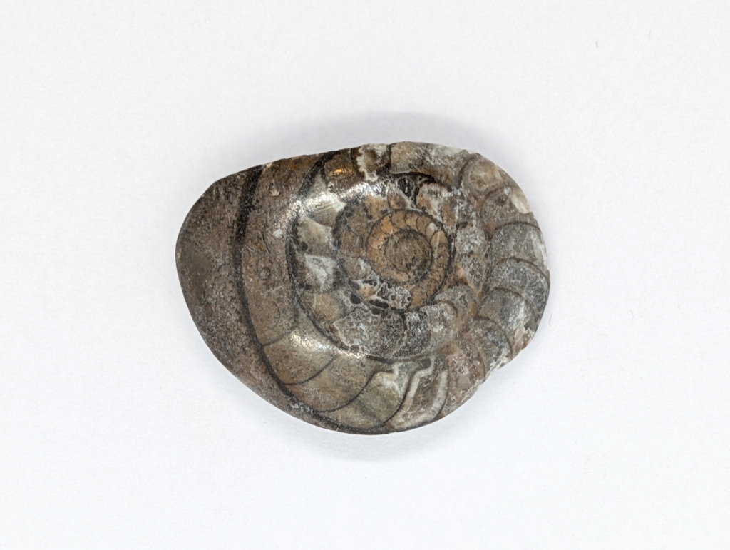 Ammonite