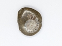 Ammonite