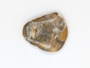 Ammonite