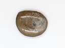 Ammonite