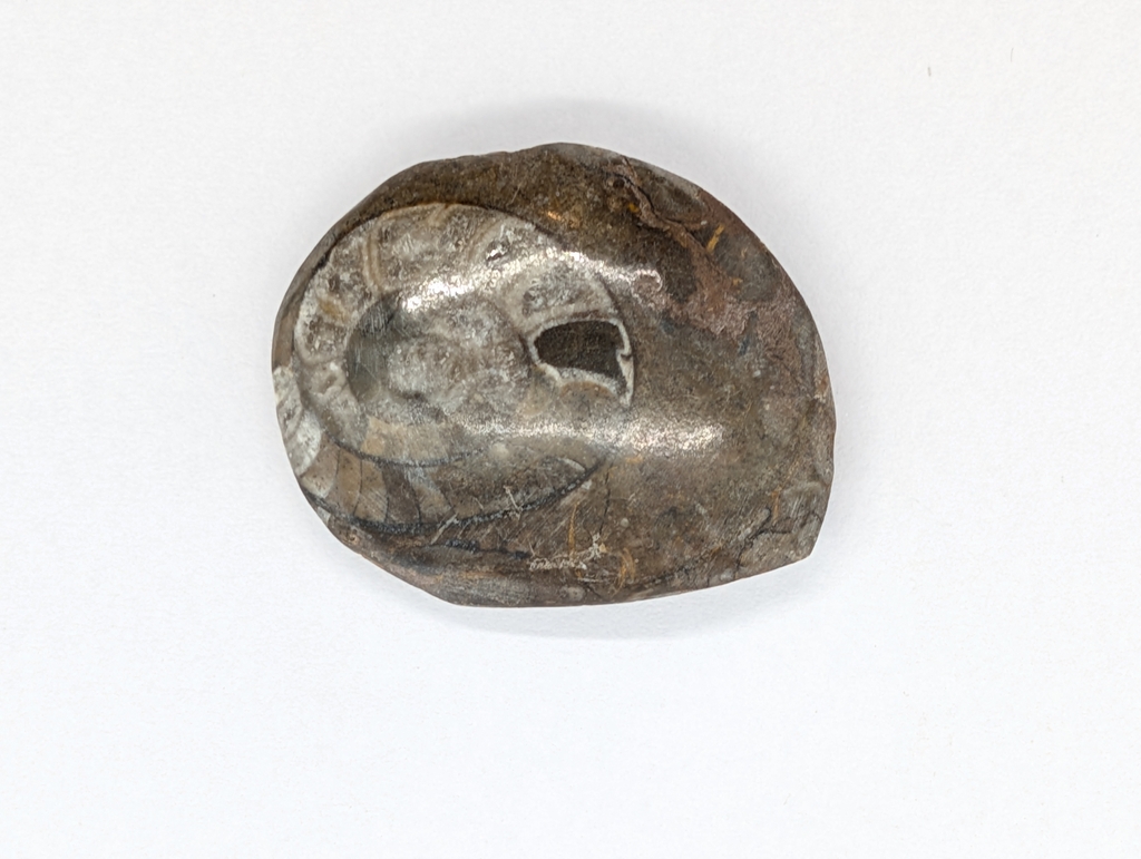 Ammonite