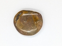 Ammonite