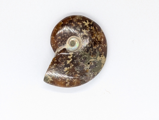 Ammonite