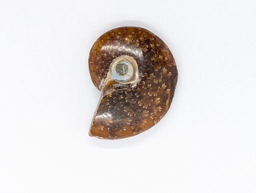 Ammonite