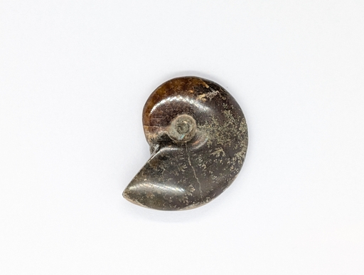 Ammonite