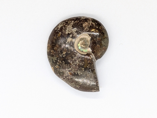 Ammonite