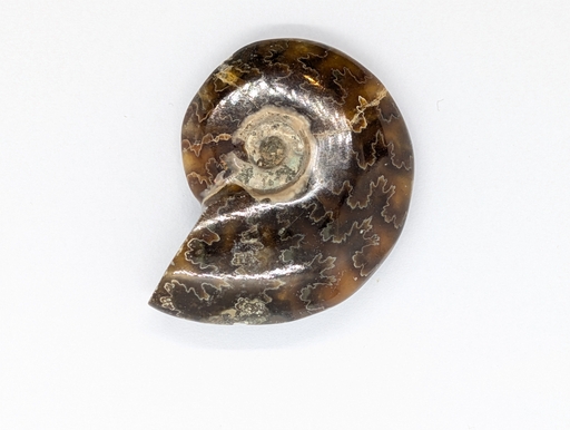 Ammonite