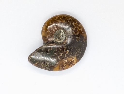 Ammonite