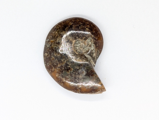 Ammonite