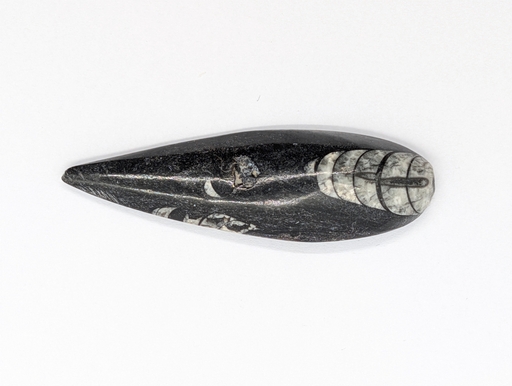Fóssil de Orthoceras