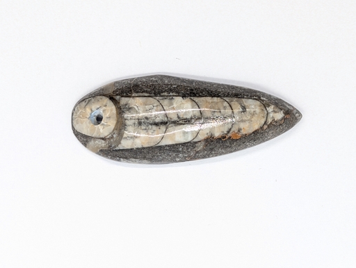 Orthoceras Fossil