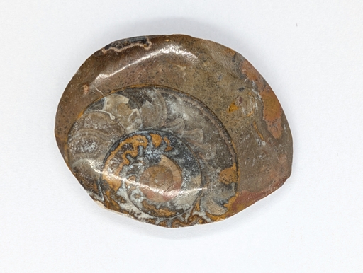 Ammonite