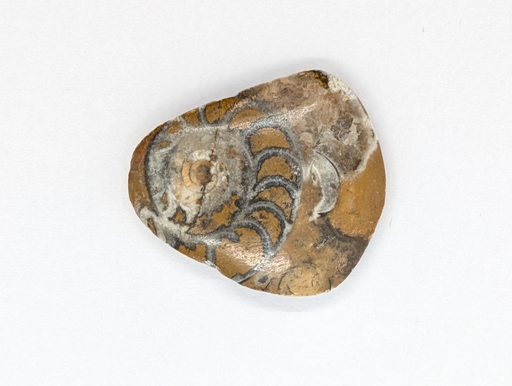 Ammonite