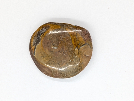 Ammonite